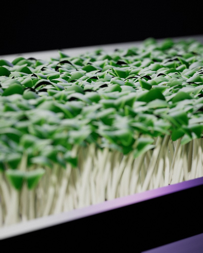 Arugula Microgreens growing in a tray, locally grown in Buffalo