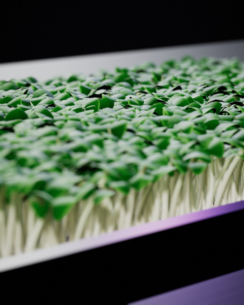 Basil Microgreens growing in a tray, locally grown in Buffalo