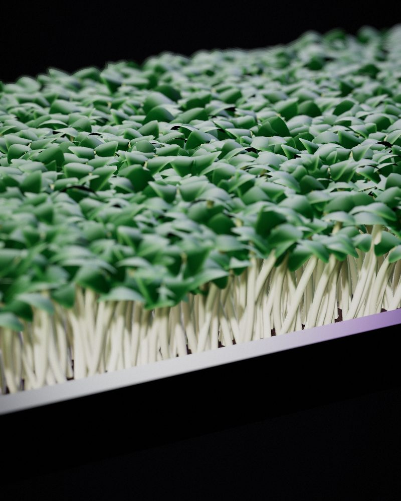 Broccoli Microgreens growing in a tray, locally grown in Buffalo