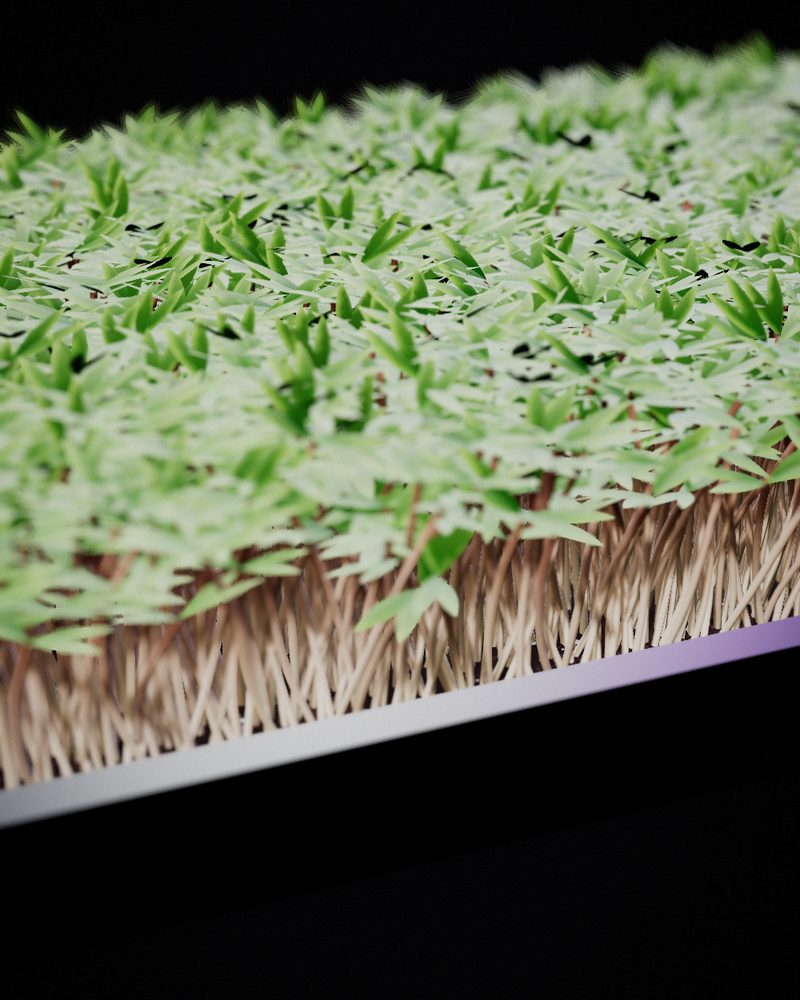 Carrot Microgreens growing in a tray, locally grown in Buffalo
