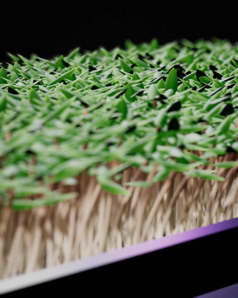 Cilantro Microgreens growing in a tray, locally grown in Buffalo