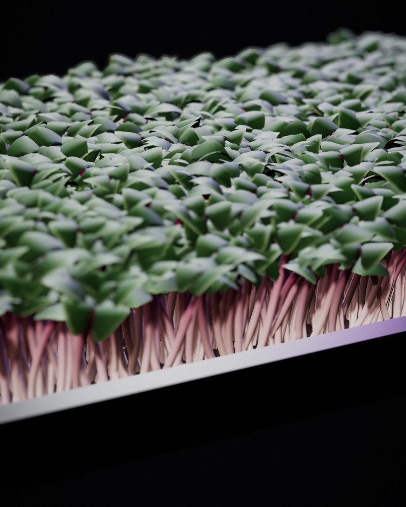 Red Russian Kale Microgreens growing in a tray, locally grown in Buffalo
