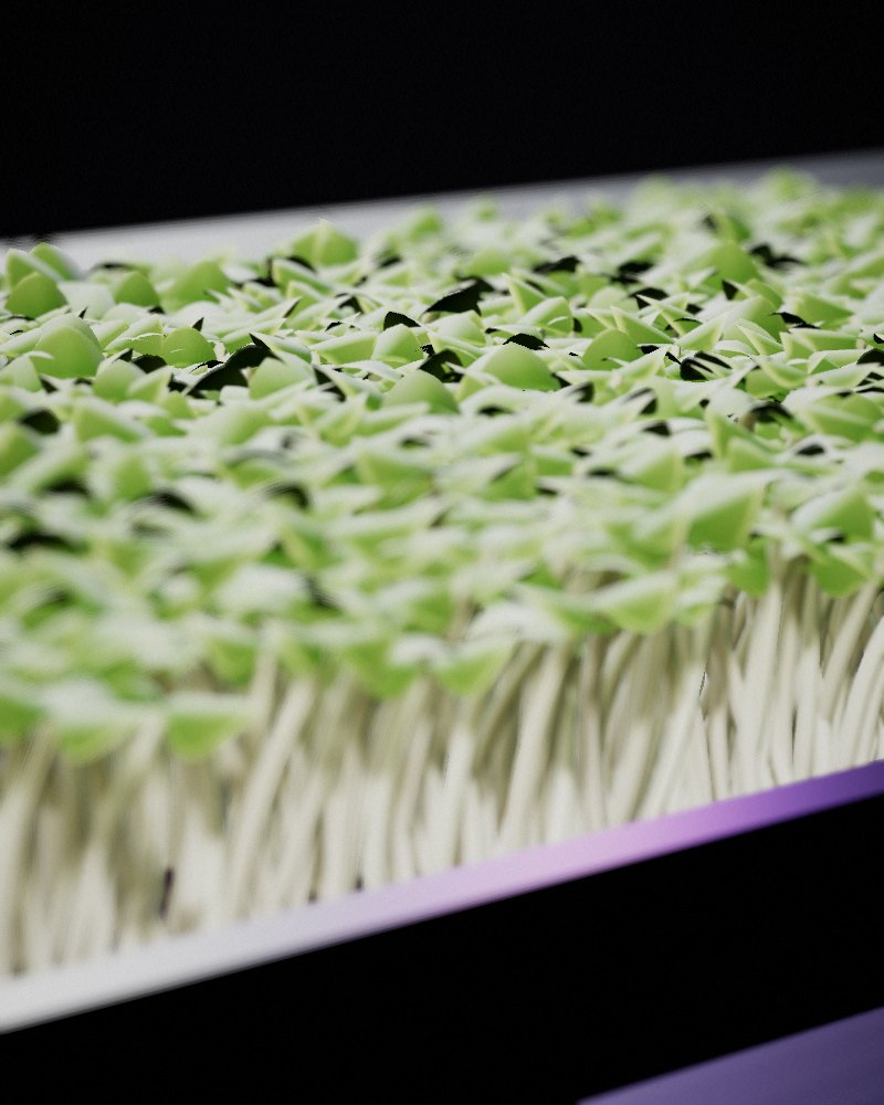 Lettuce Microgreens growing in a tray, locally grown in Buffalo
