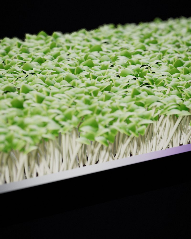 Mizuna Microgreens growing in a tray, locally grown in Buffalo