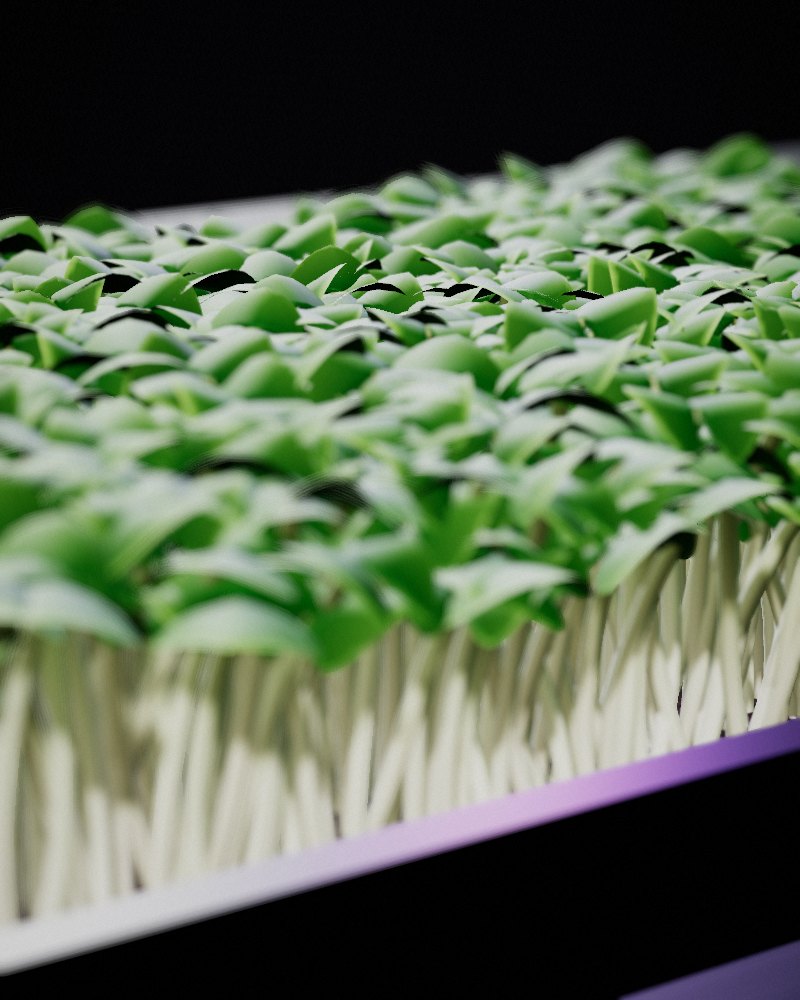 Wasabi Mustard Microgreens growing in a tray, locally grown in Buffalo