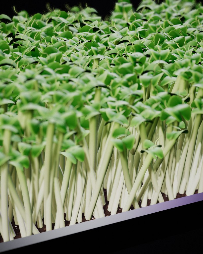 Pea Shoots growing in a tray, locally grown in Buffalo