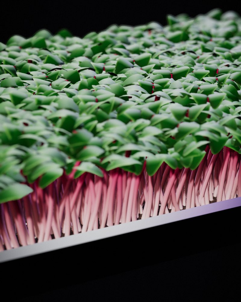 Radish Microgreens growing in a tray, locally grown in Buffalo