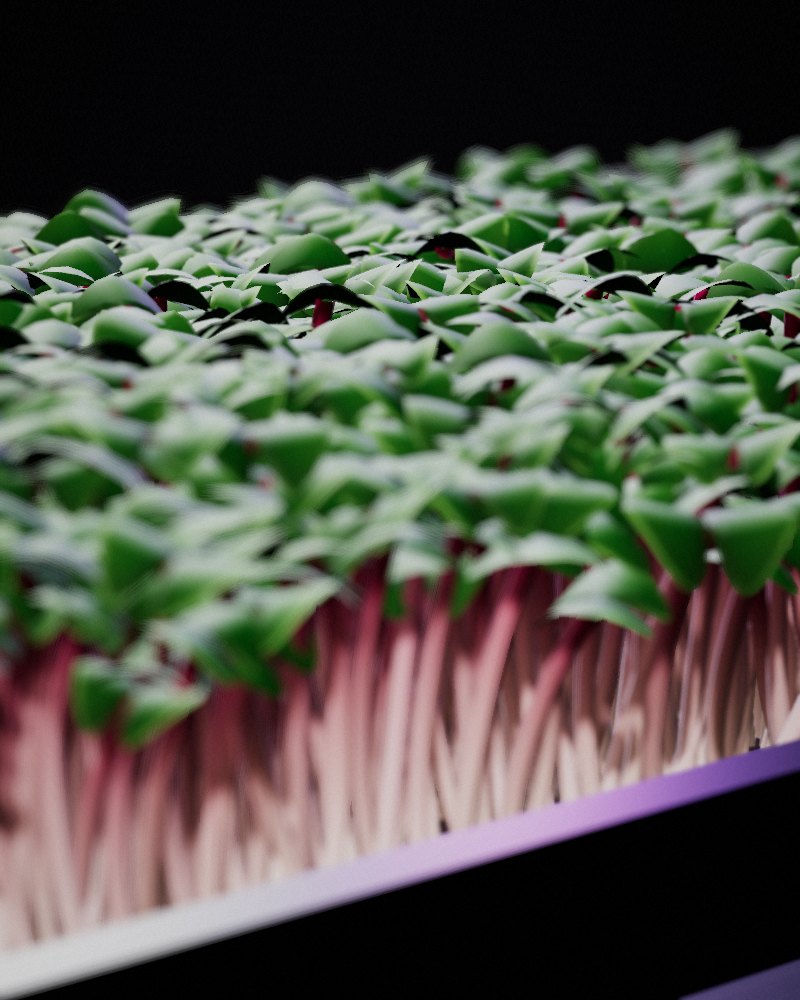 Spicy Microgreen Mix growing in a tray, locally grown in Buffalo