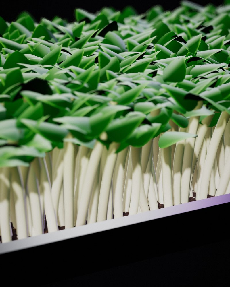 Sunflower Microgreens growing in a tray, locally grown in Buffalo
