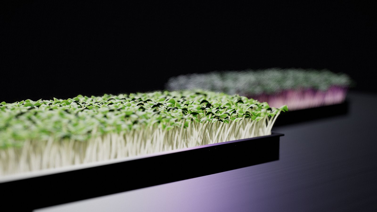 Trays of mizuna and red Russian kale microgreens ready for harvest